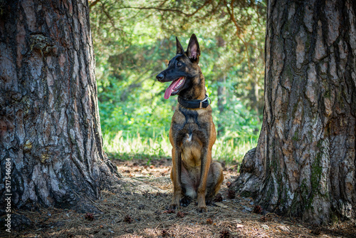 Portrait of a Belgian shepherd dog, on a walk in a green park.