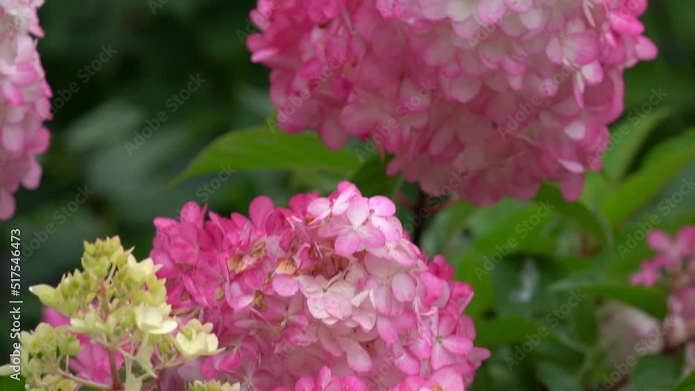 Slow-motion close-up of a pink hydrangea branch. Hedge of pink and white hydrangea bushes. In spring and summer, flowers bloom in the city street garden. High quality FullHD footage Slow-motion close-up of a pink hydrangea branch. Hedge of pink and white hydrangea bushes. In spring and summer, flowers bloom in the city street garden. High quality FullHD footage