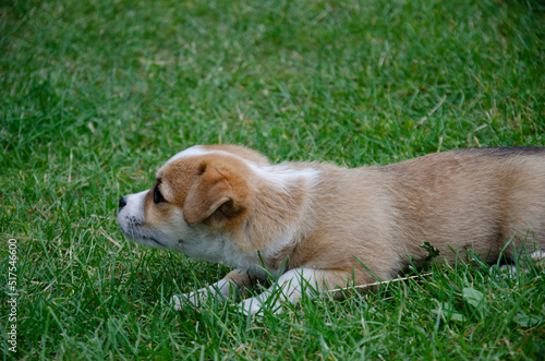 Cute puppy on the grass