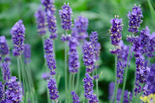 Summer background with violet lavender flowers.