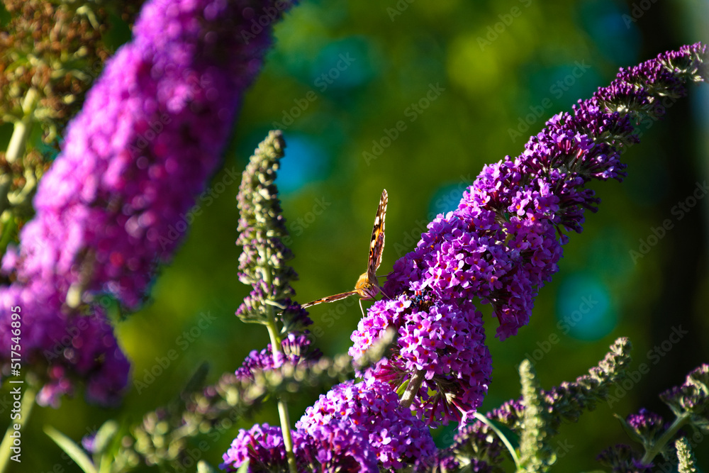 rare polish butterfly eat nectar