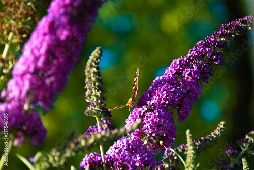 Obraz na płótnie rare polish butterfly eat nectar w salonie