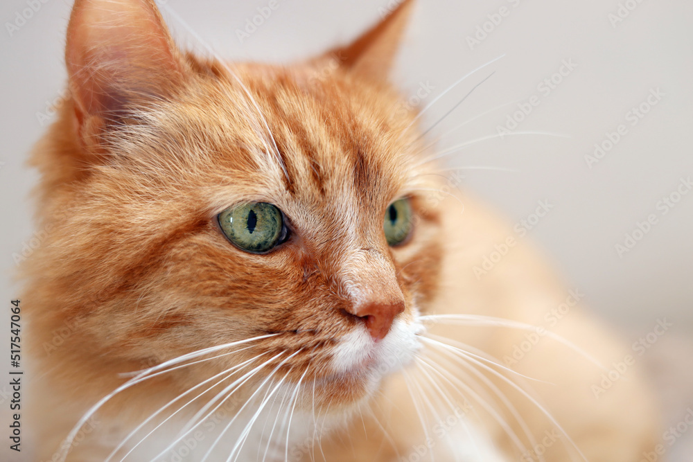 Cute ginger cat on beige background, closeup