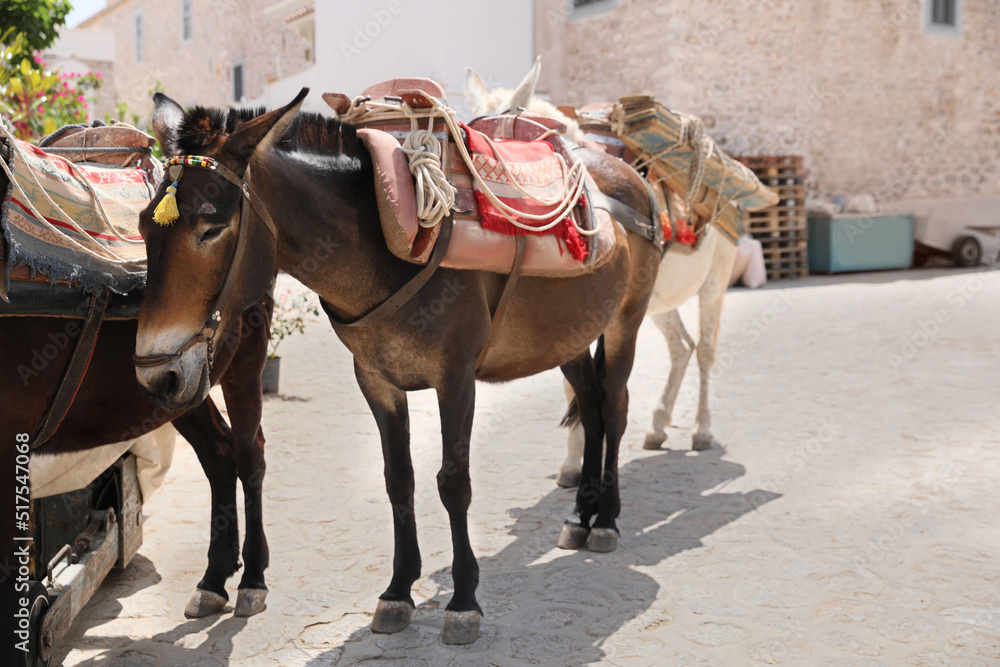 Cute donkeys with tack and pretty accessories on city street Cute donkeys with tack and pretty accessories on city street