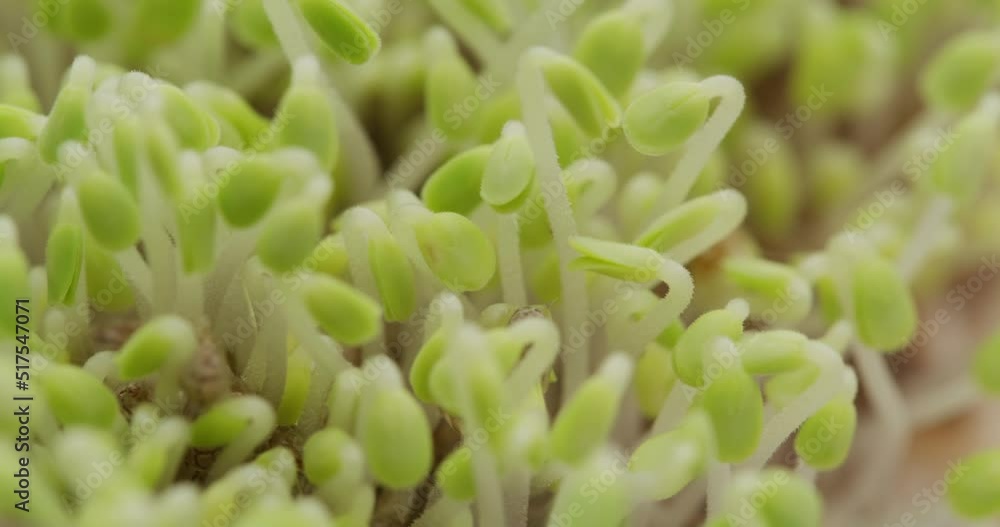 Sprouted chia seed at home garden Sprouted chia seed at home garden