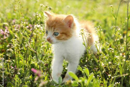 Cute red and white kitten on green grass outdoors. Baby animal © New Africa