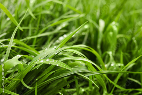 Beautiful bright green grass with water drops outdoors, closeup
