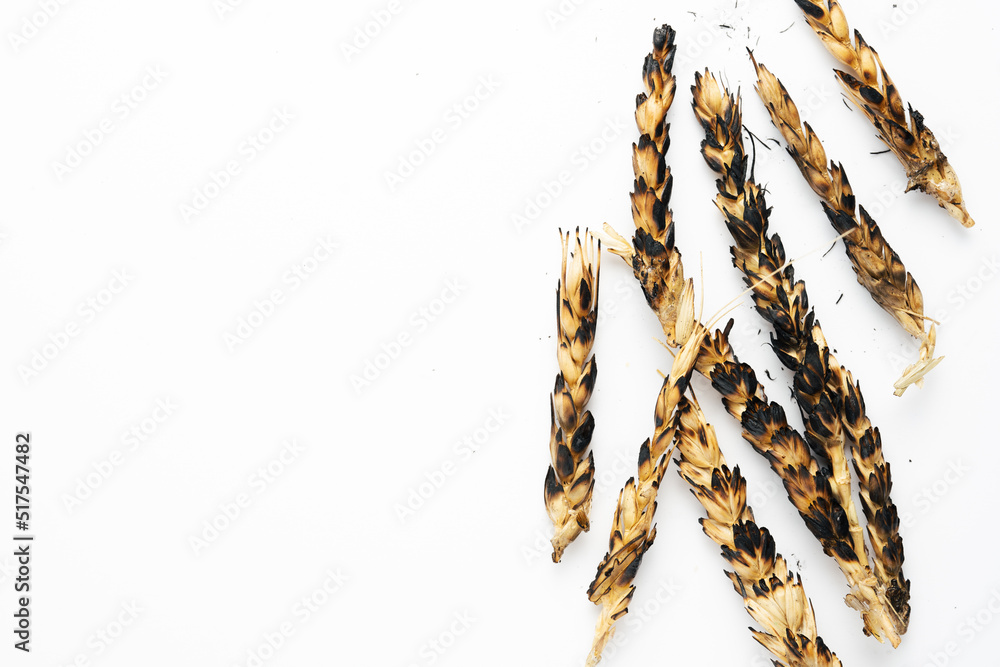 Burned ears of wheat on white background with copy space. Food world crisis. Russia's invasion of Ukraine 2022