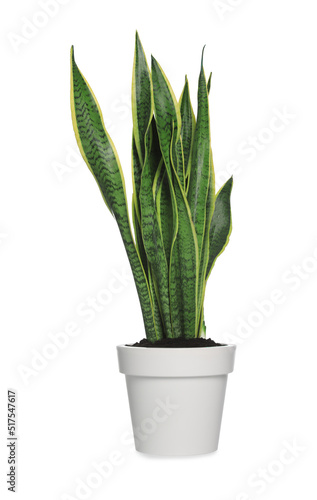 Beautiful Sansevieria plant in pot isolated on white. House decor