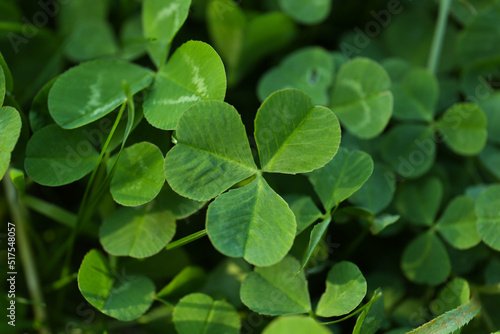 Closeup view of beautiful green clover leaves © New Africa