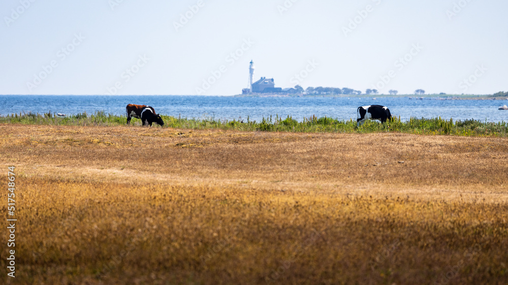 Fototapeta premium Cows on the beach