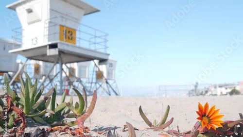 Lifeguard stand and flower, life guard tower for surfing on California beach. Succulent ice plant and rescue hut or house by summer ocean. Lifesavers station near Los angeles on Mission beach, USA.