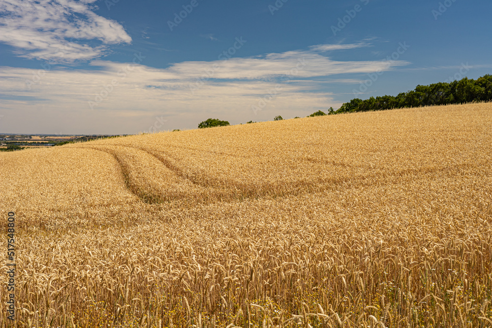 Naklejka premium field with ripe wheat