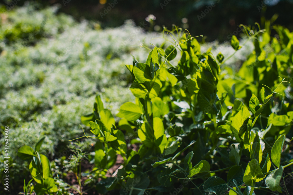 Green young sprouts of peas close up on a summer day in a rural garden. Agriculture plant growing in bed row. Green natural food crop Green young sprouts of peas close up on a summer day in a rural garden. Agriculture plant growing in bed row. Green natural food crop