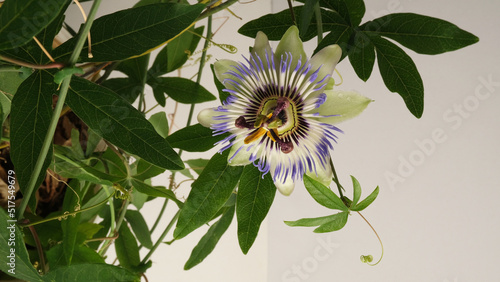 Passion flower  on a white background. Tropical plant.