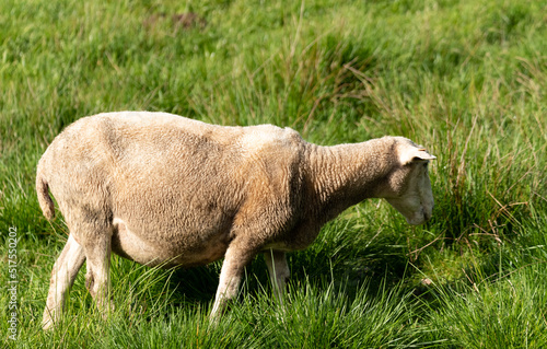 Sheep on a green pasture on a hillside. Fresh spring green grass. Sheep farm. © PhotoRK