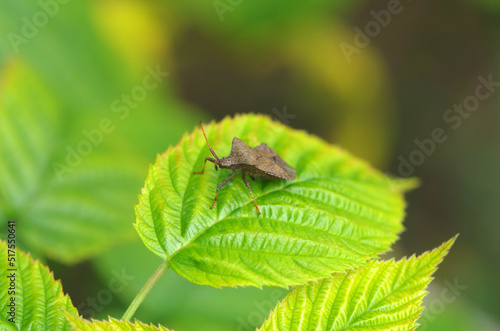 Sorrel bug on a leaf