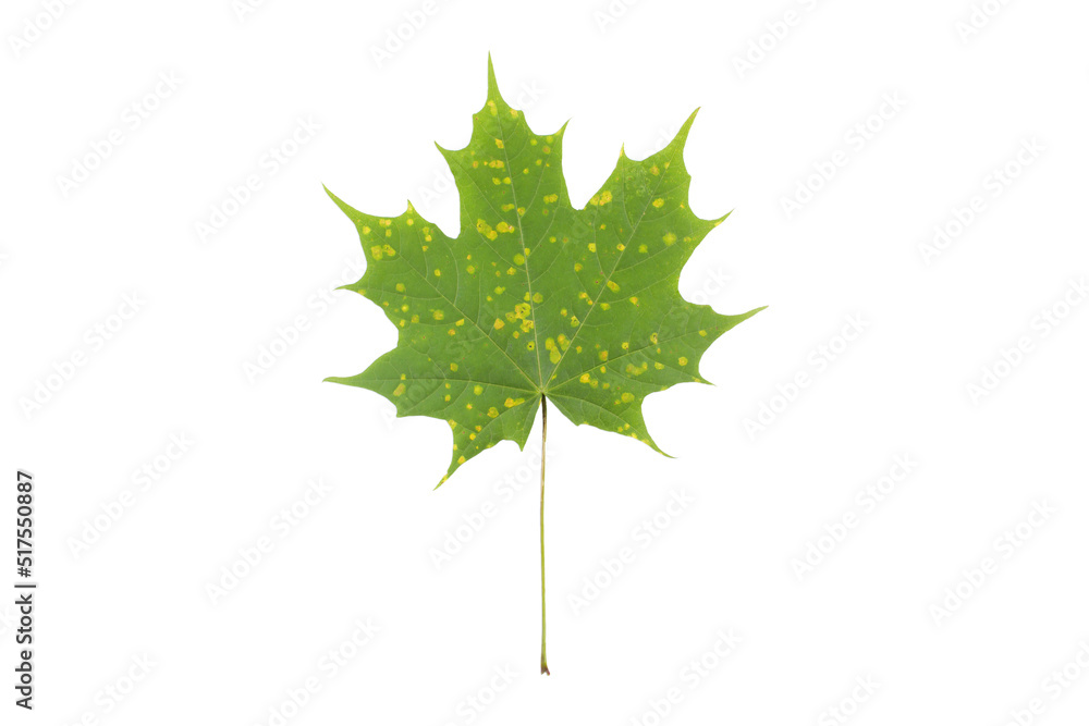 Maple leaf with yellow spots of disease isolated on white. Tar spot of