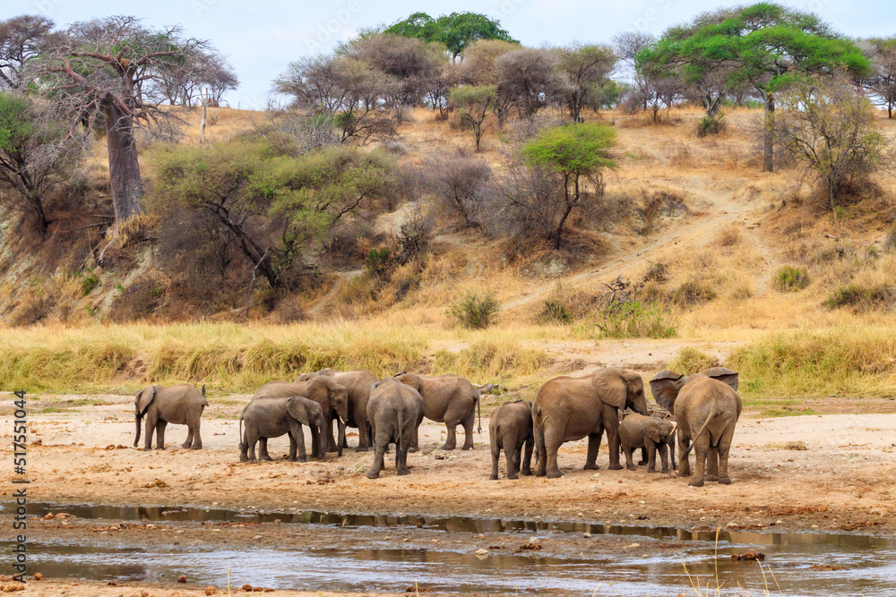 Obraz premium Herd of african elephants at the Tarangire river in Tarangire National Park, Tanzania