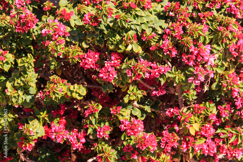 Beautiful blooming red bougainvillea in garden