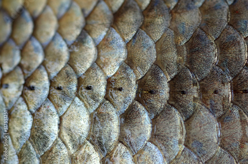 Fish scales close up. Seafood