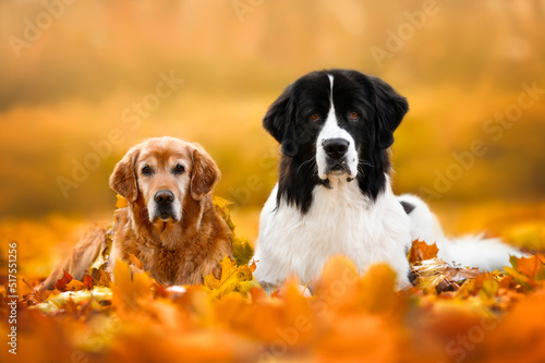 Photography two beautiful dogs lying down outdoors in fallen leaves