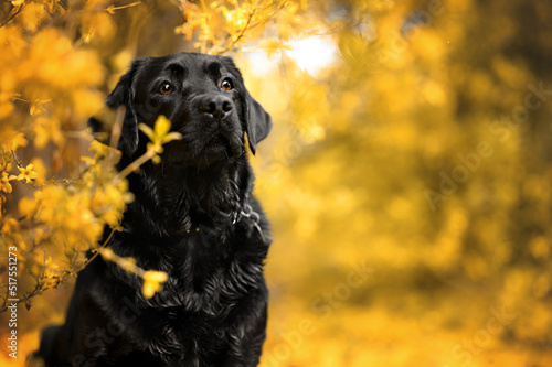 black labrador dog portrait outdoors in autumn