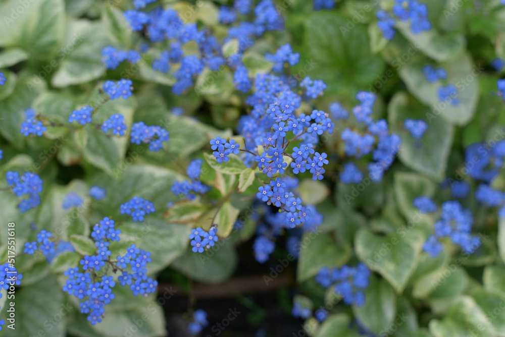 Blue forget-me-not flower. Spring flowers Blue forget-me-not flower. Spring flowers