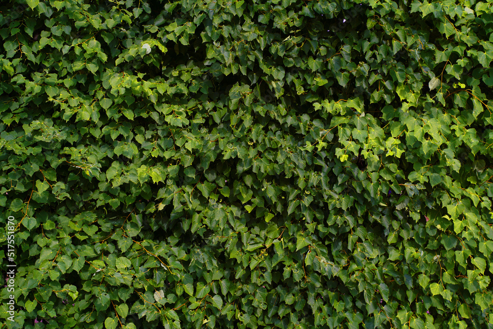 Green Leaves background. High quality photo