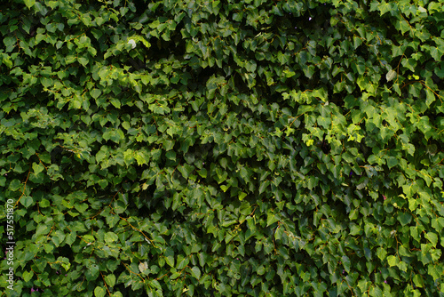 Stampa su tela Green Leaves background. High quality photo