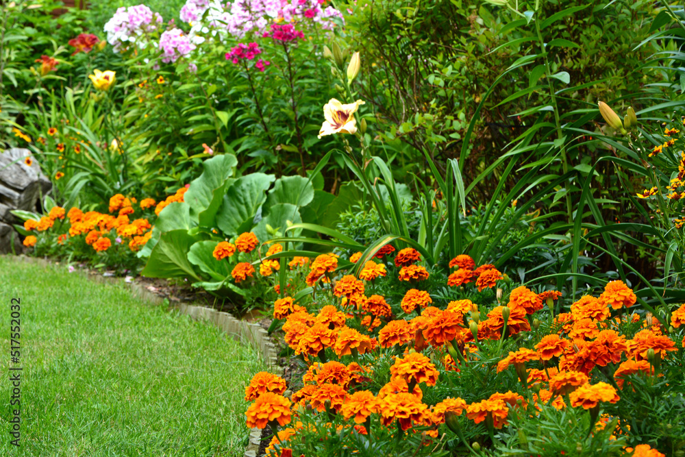 Fototapeta premium rabata kwiatowa z pomarańczową aksamitką rozpierzchłą (Tagetes patula ), beautiful garden with marigold, lily and pflox, designer garden