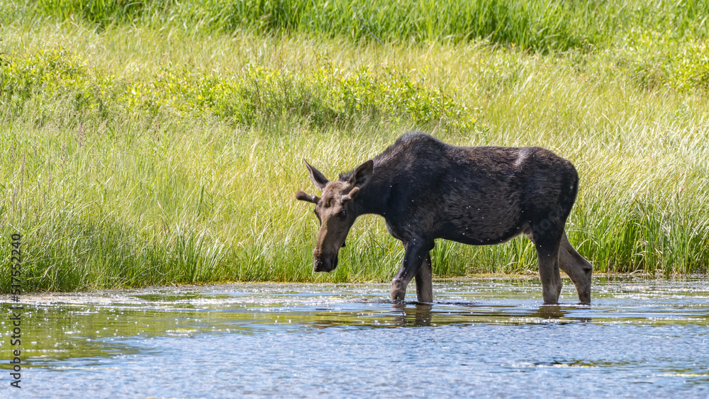 A moose wading in the pond as it searches for water plants to eat. A moose wading in the pond as it searches for water plants to eat.