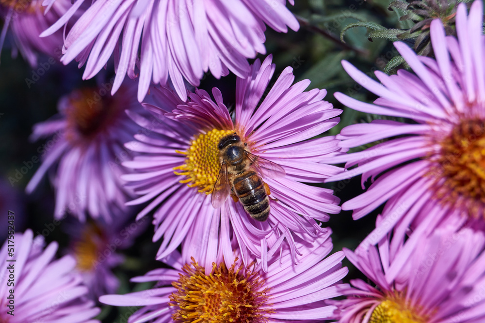 The bee (lat. Anthophila) collects nectar and pollen from the flowers of the perennial aster. Autumn. The bee (lat. Anthophila) collects nectar and pollen from the flowers of the perennial aster. Autumn.
