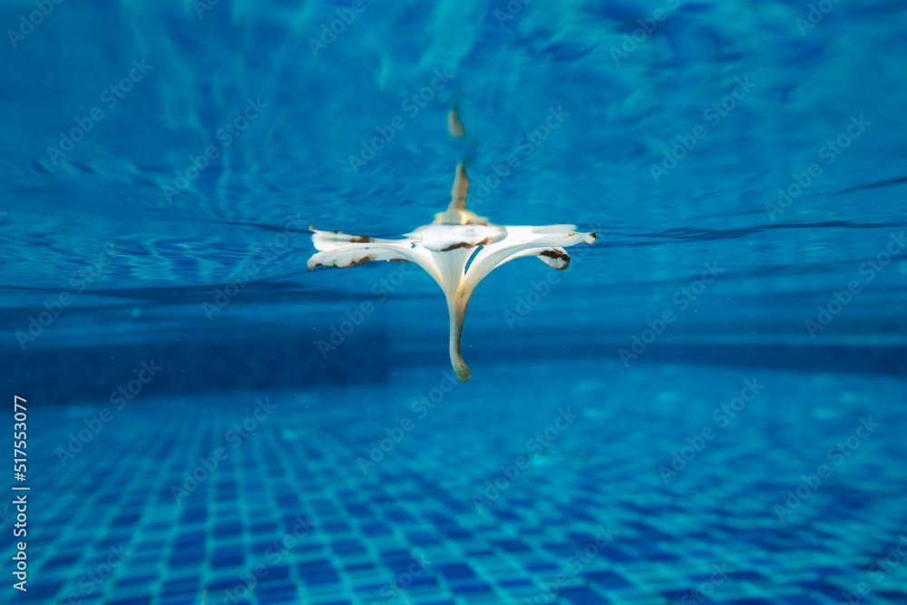Flower floating in pool at luxury resort 