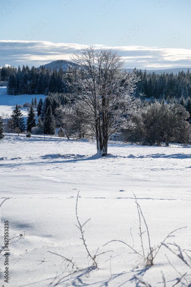 Solitairy tree at Zhuri, winter in Sumava national park, Czech republic Solitairy tree at Zhuri, winter in Sumava national park, Czech republic