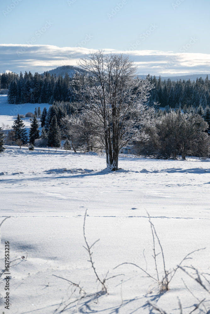 Solitairy tree at Zhuri, winter in Sumava national park, Czech republic