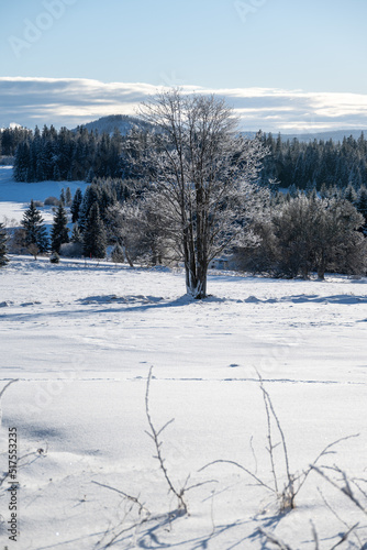 Solitairy tree at Zhuri, winter in Sumava national park, Czech republic