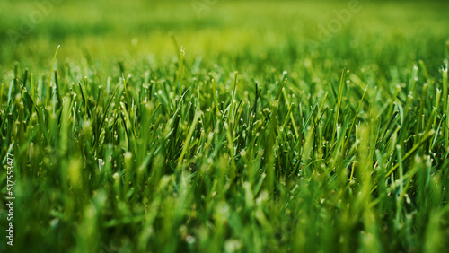 green lawn background Selected focus. High quality photo