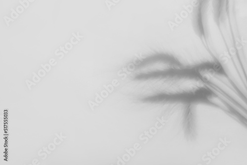 Shadow of wheat spikelets on light background