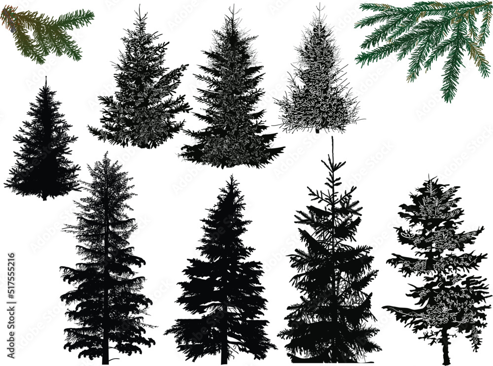 fir eight silhouettes isolated on white