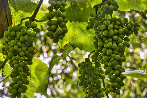 grapes on vine