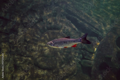 Freshwater roach fish swims underwater. Roach - a species of ray-finned fish from the carp family  Cyprinidae .