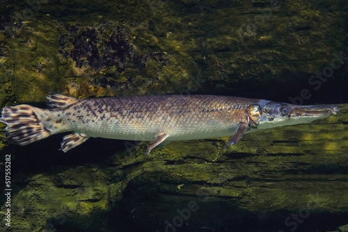 Longnose Gar. Armored pike, or long-nosed shells - ray-finned fish from the family of shellfish. photo
