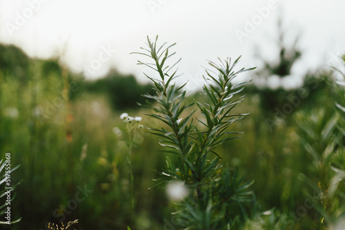 Leaves on green branch in summer meadow. Wild fresh sea buckthorn branch close up in evening sunshine in countryside, atmospheric image