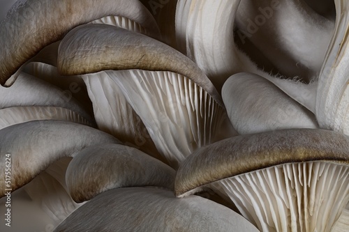 Closeup of mushrooms food