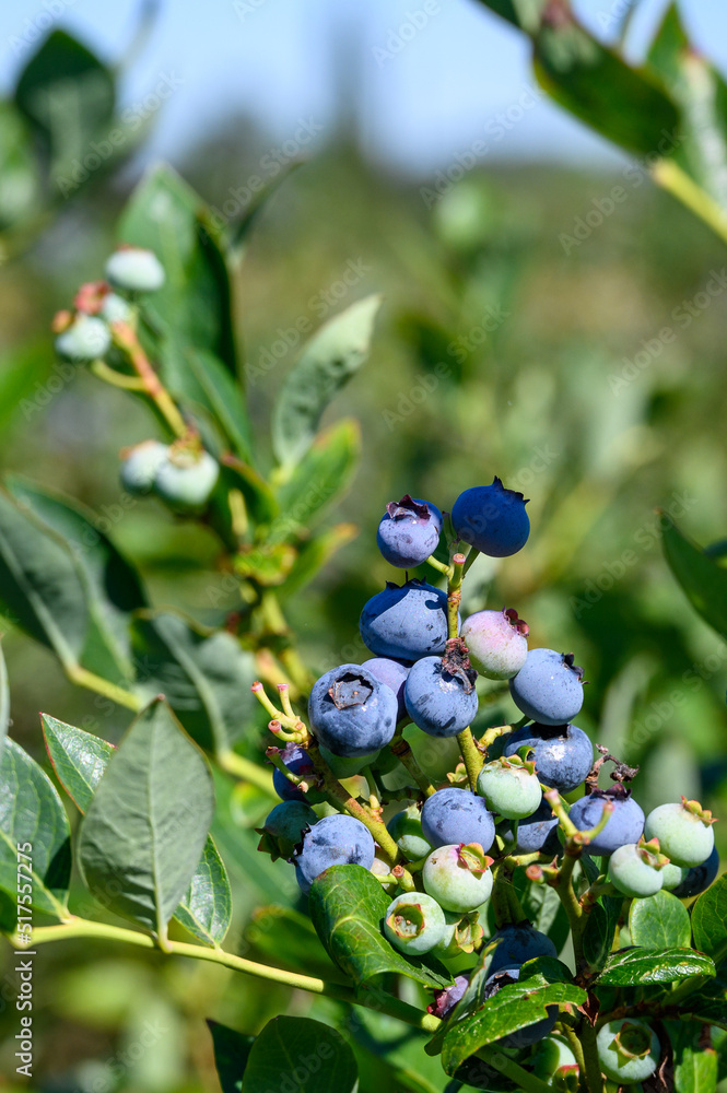 Closeup of ripe blueberries growing on a bush on a sunny summer day, ready to harvest
Closeup of ripe blueberries growing on a bush on a sunny summer day, ready to harvest