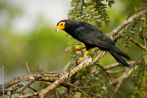 Картината върху платно Black Caracara - Daptrius ater bird of prey in Falconidae found in Amazonian and French Guiana lowlands along rivers