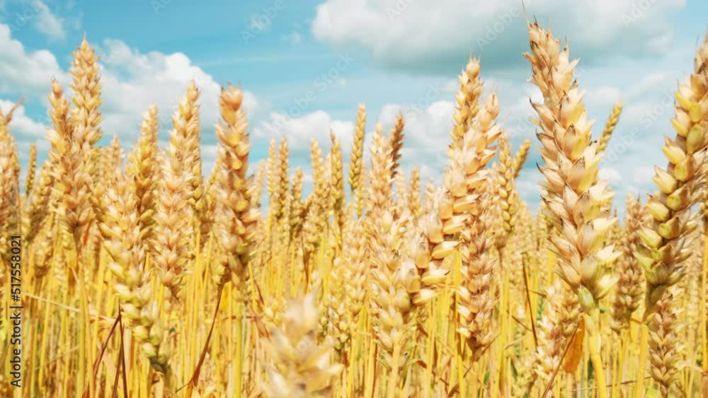 Wheat field. Ukrainian wheat grain harvest. Wheat field. Ukrainian wheat grain harvest.