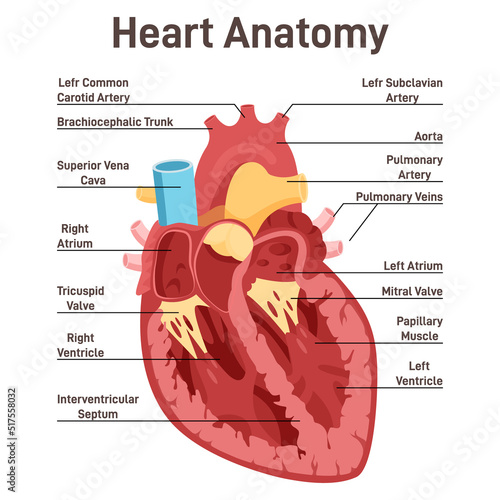 Human heart anatomy. Cross sectional diagram of the heart photo