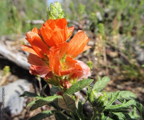 Orange Wildflower on the Great Plains